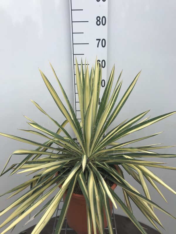 Yucca Filamentosa Variegata Ø 27