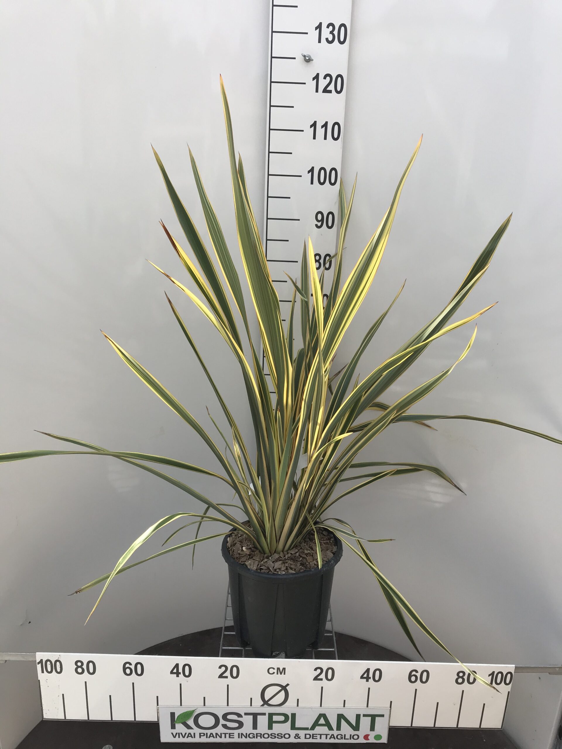 Phormium Tenax Golden Ray clt.10