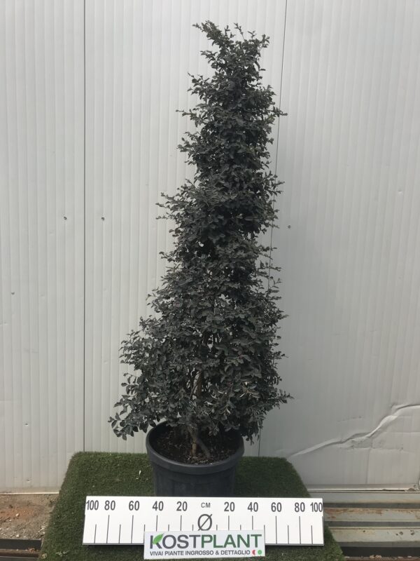 Loropetalo Black Pearl a Piramide clt45
