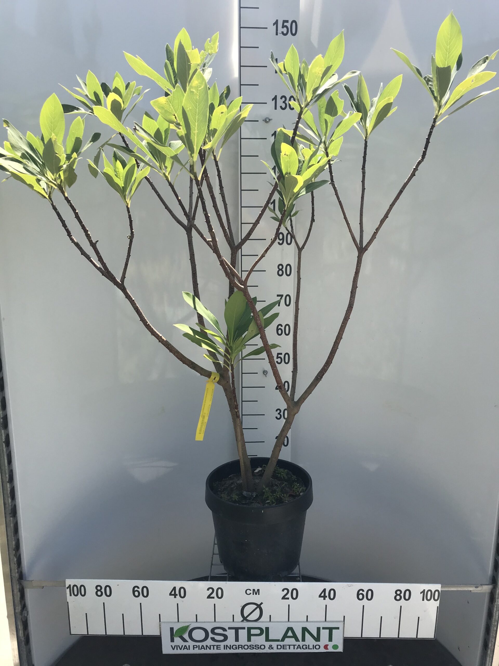 Edgeworthia Grandiflora Ø 30 Kostplant