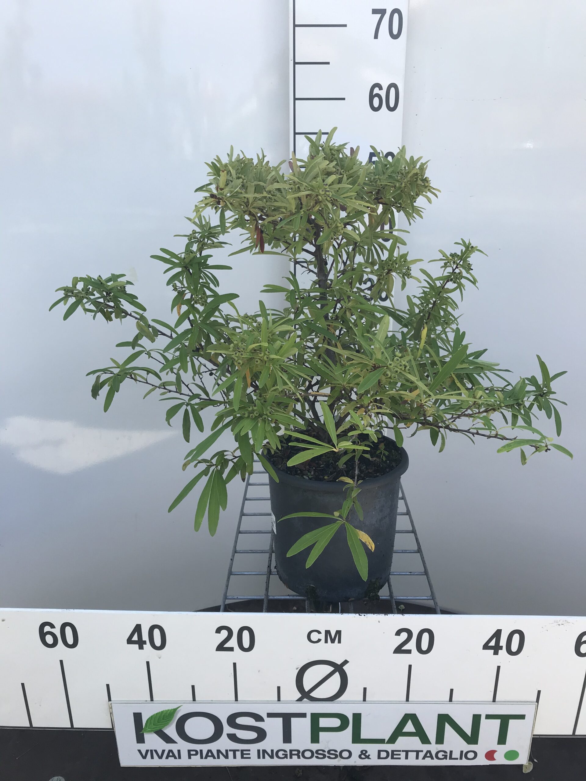 Pyracantha Koidzumii navaho Ø 18 Kostplant