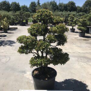 Osmanthus Heterofillum clt 60