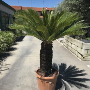 Cycas Revoluta clt 70
