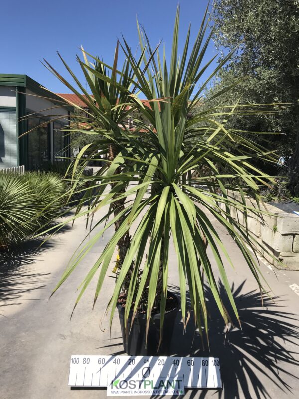 Cordyline Indivisa Multitronco clt 55