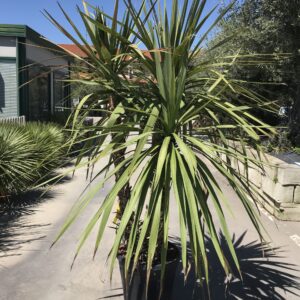 Cordyline Indivisa Multitronco clt 55