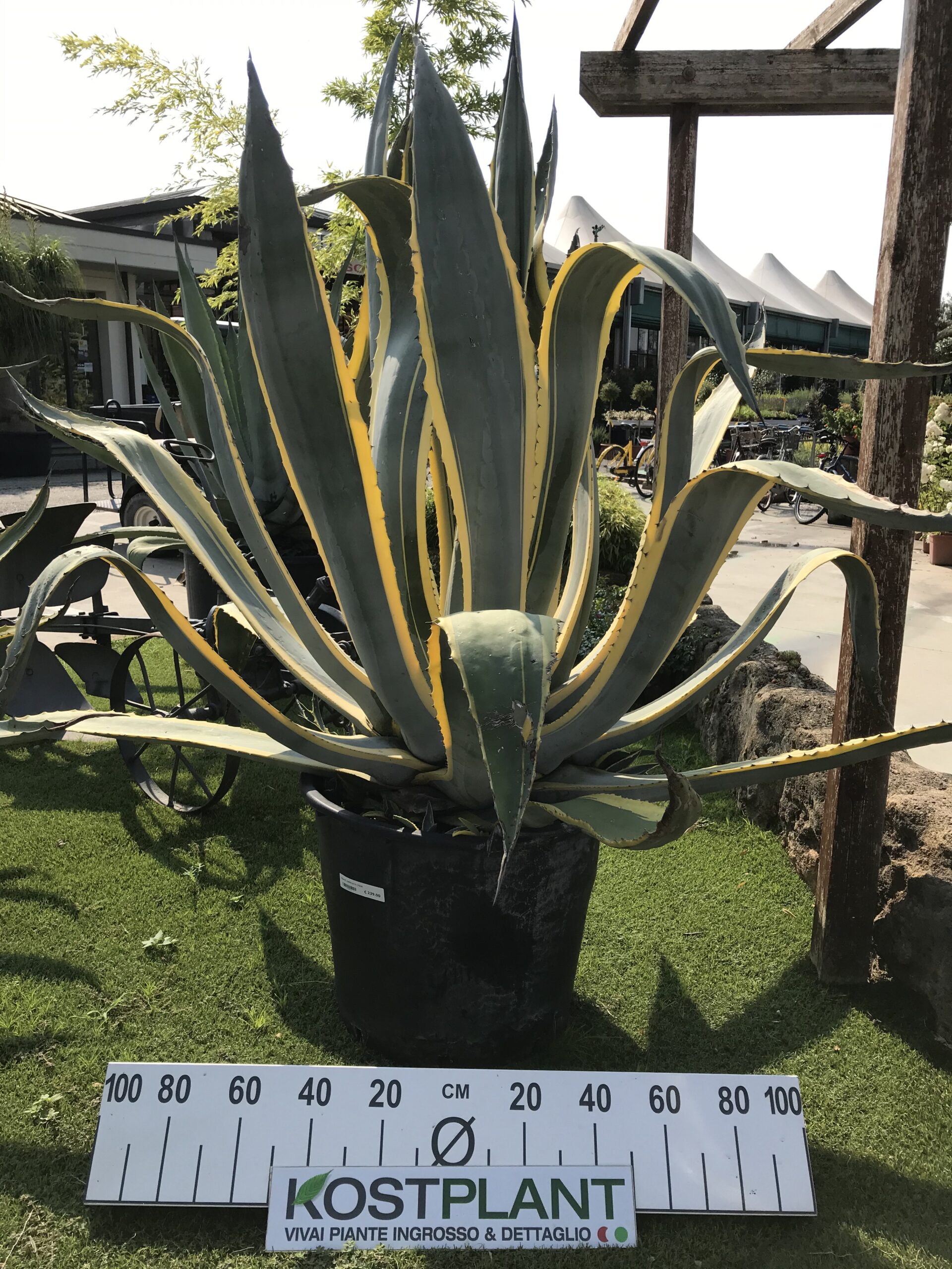 Agave Variegato clt 90 Kostplant