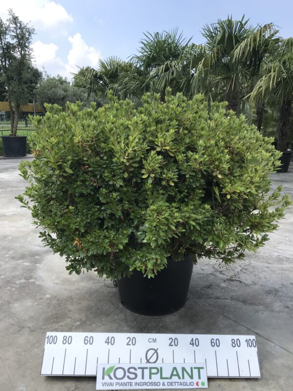 Azalea Japonica Ø 60