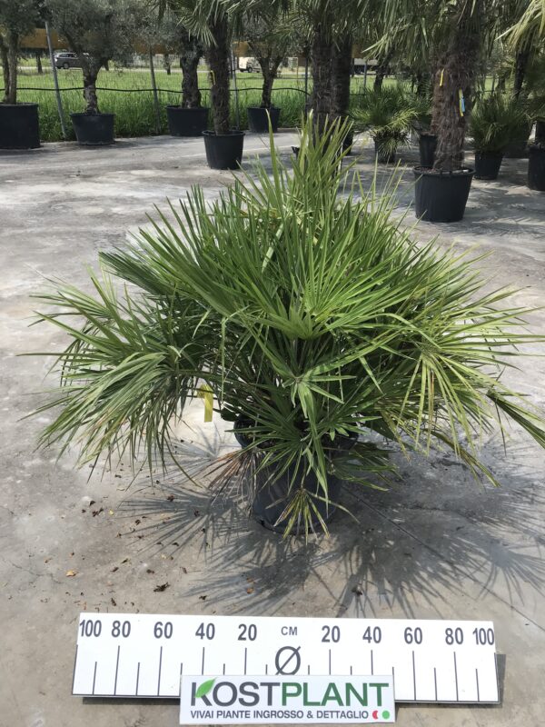 Chamaerops Humilis Ø 40
