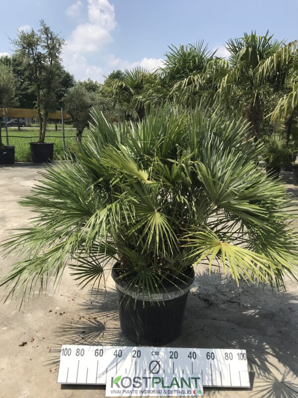 Chamaerops Humilis clt 70