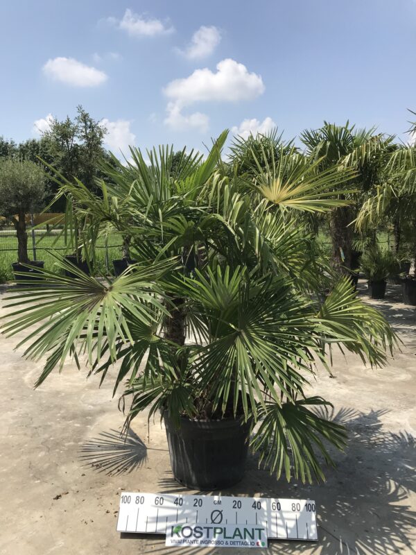 Chamaerops Excelsa clt 90