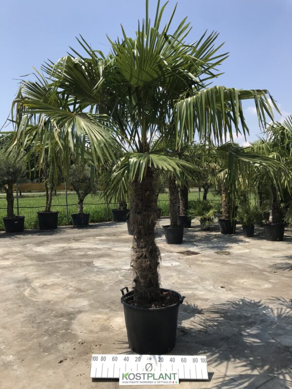 Trachycarpus Fortunei clt 110