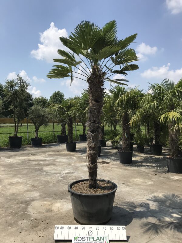 Chamaerops wagnerianus clt 230