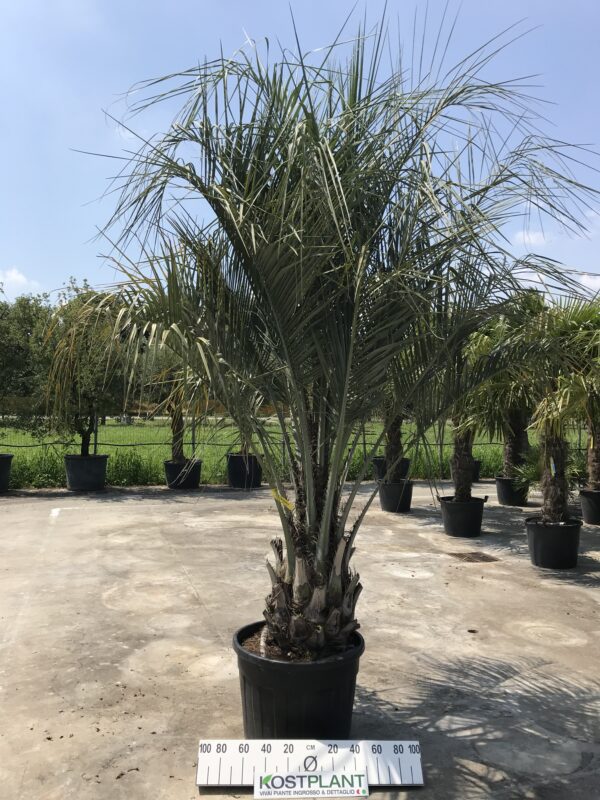 Butia Capitata clt 130