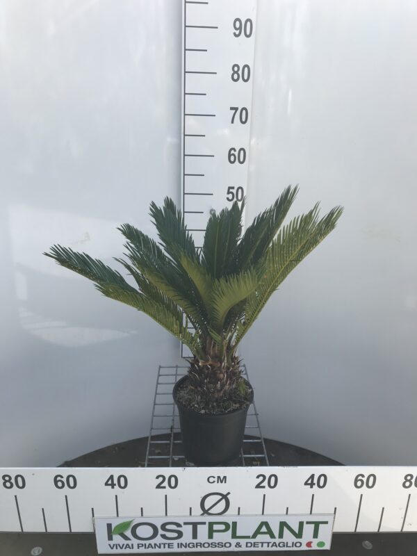 Cycas Revoluta Ø 17
