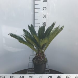 Cycas Revoluta Ø 17