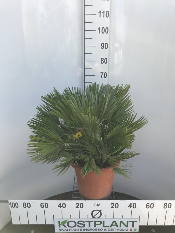 Chamaerops Humilis Vulcano Ø 30