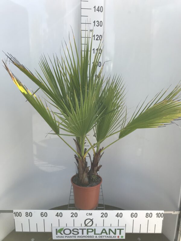 Washingtonia Robusta Ø 25