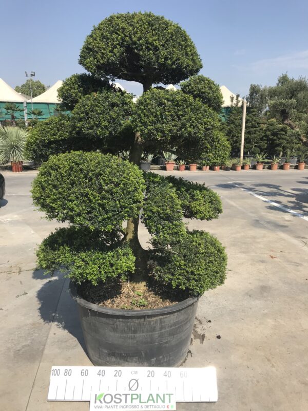 Ilex Crenata  clt 230