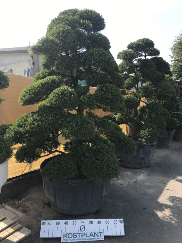 Ilex Crenata  clt 380