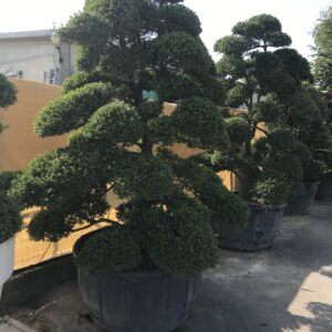 Ilex Crenata  clt 380