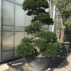 Ilex Crenata  clt 380