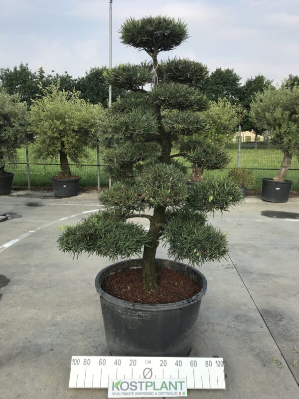 Podocarpus Macrophyllus clt 230