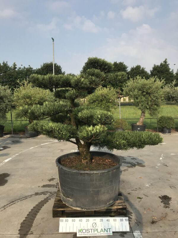 Podocarpus Macrophyllus Ø 120