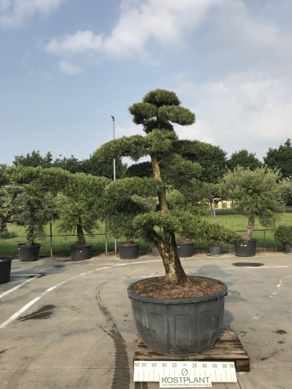 Podocarpus Macrophyllus Ø 115