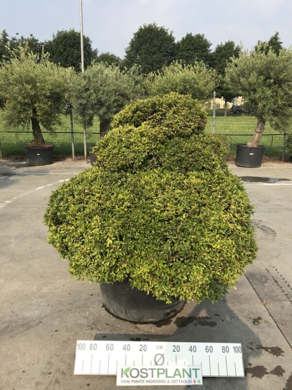 Azalea Japonica Ø 80