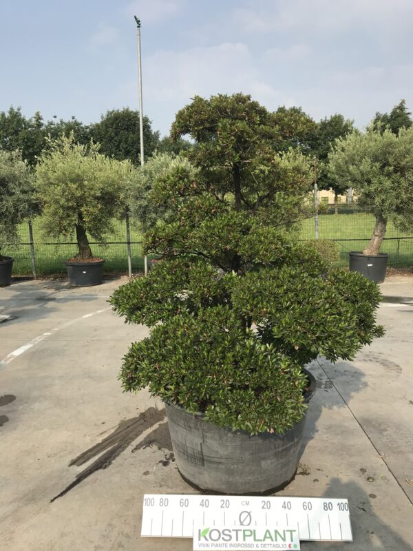 Azalea Japonica Ø 90