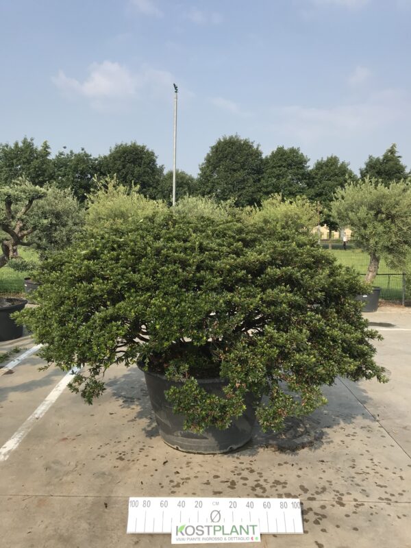 Azalea Japonica Tokyo Ø 110