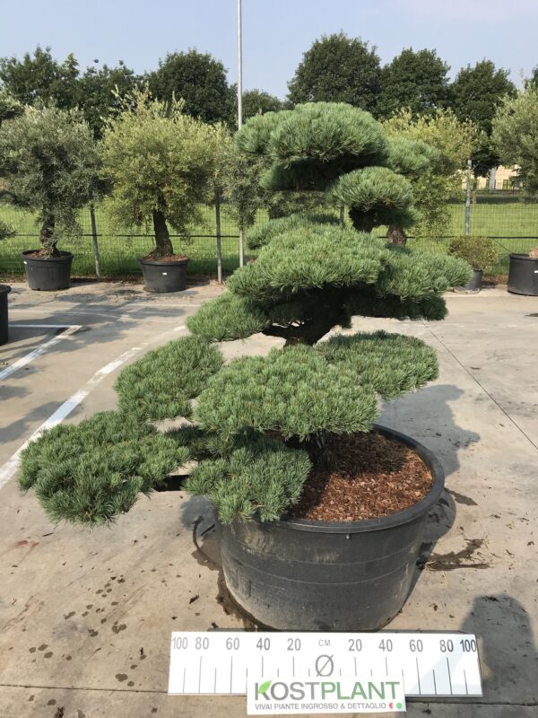 Pinus Pentaphylla Parviflora Ø 90