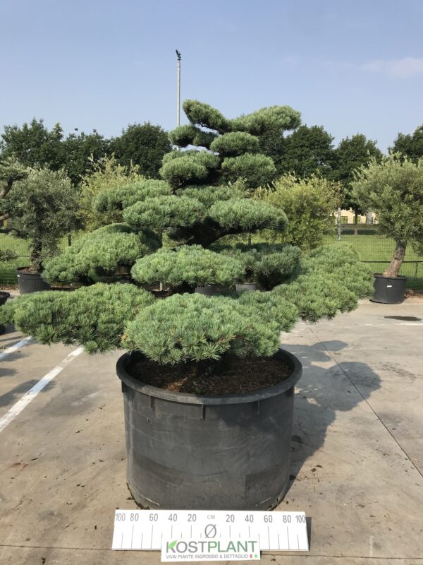 Pinus Pentaphylla Parviflora Ø 120