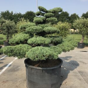 Pinus Pentaphylla Parviflora Ø 120