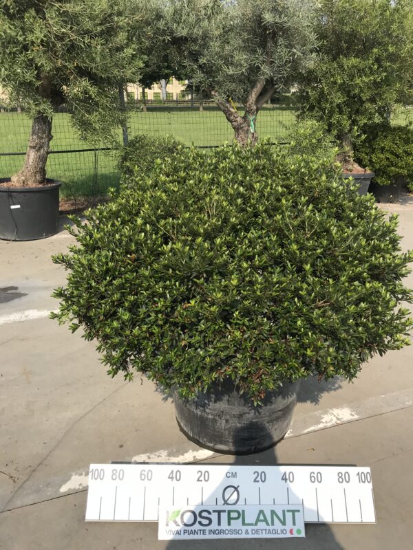 Azalea Japonica Ball Ø 53
