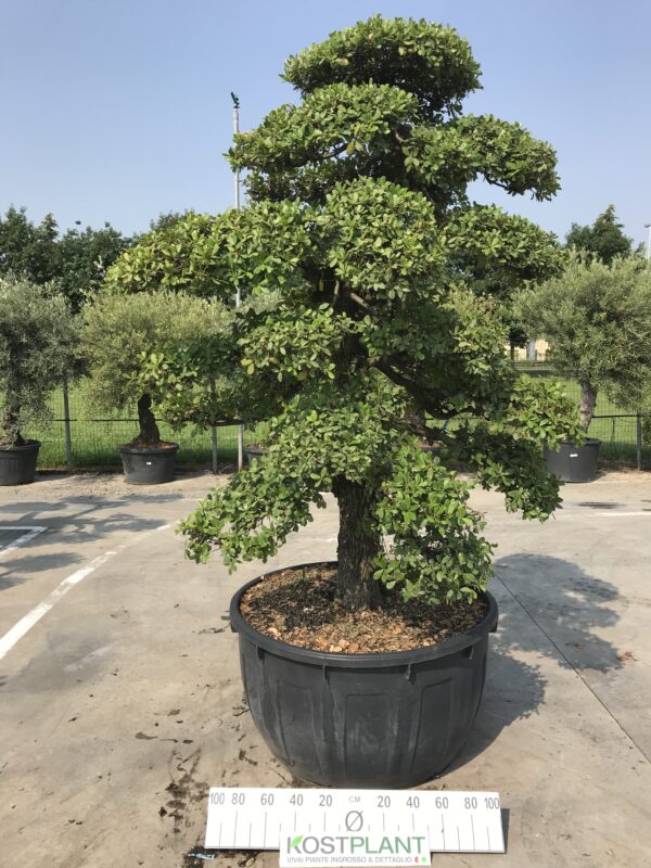 Quercus Ilex Phillyraeoides Ø 115