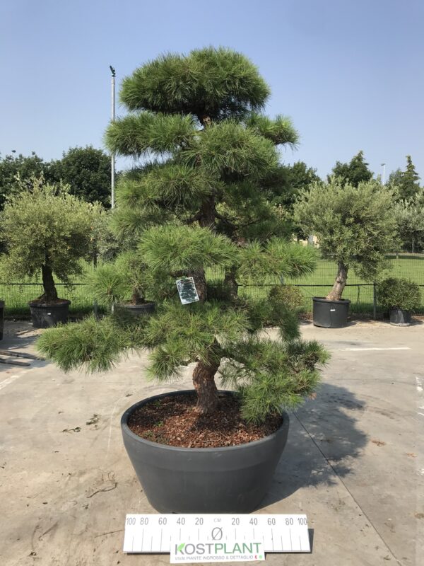 Pinus Tronco Rosso Ø 110
