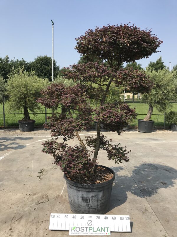 Loropetalum Chinensis Ø 77