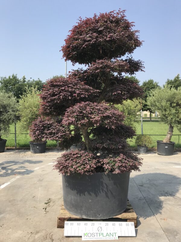 Loropetalum Chinensis Ø 120