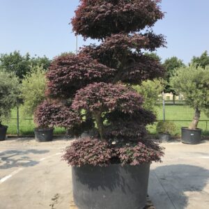 Loropetalum Chinensis Ø 120