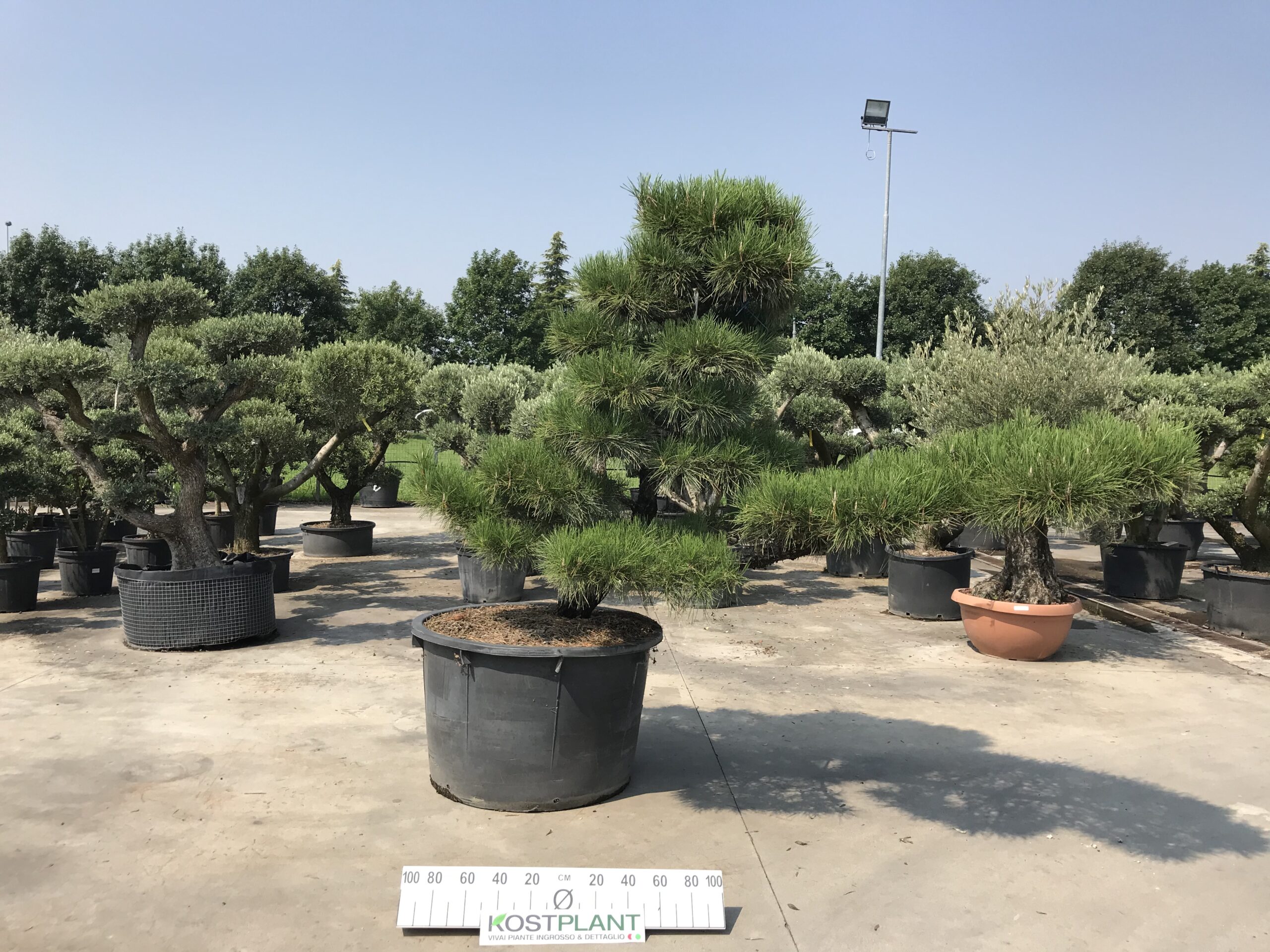 Pinus Thunbergii Ø 110