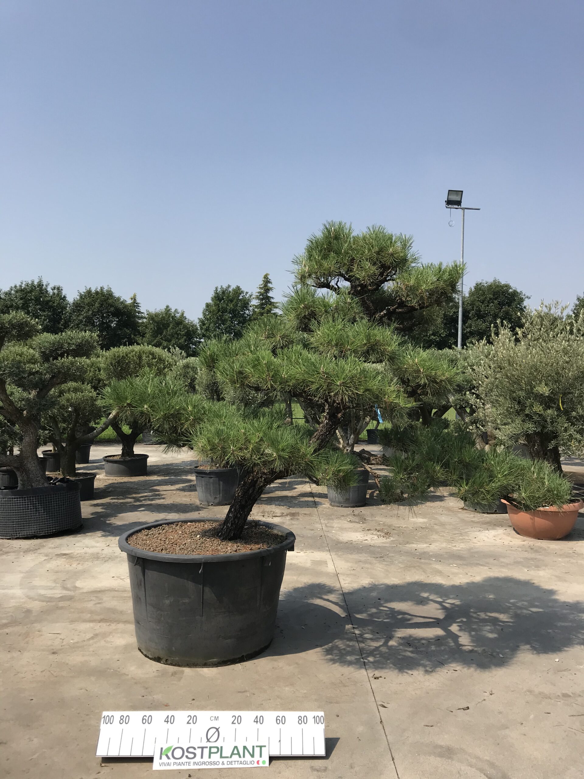 Pinus Thunbergii Ø 100