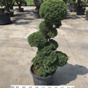Juniperus Chinensis Green  Ø 42