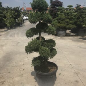 Juniperus Chinensis Green  clt 70