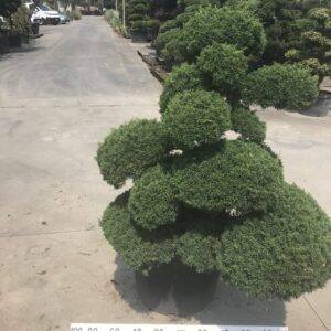 Juniperus Chinensis Green  clt 90