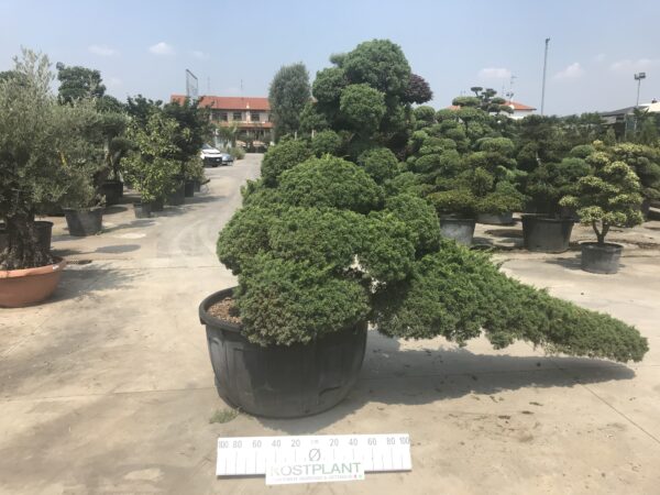 Juniperus Chinensis Green  Ø 110