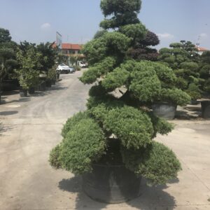 Juniperus Chinensis Blue  Ø 90