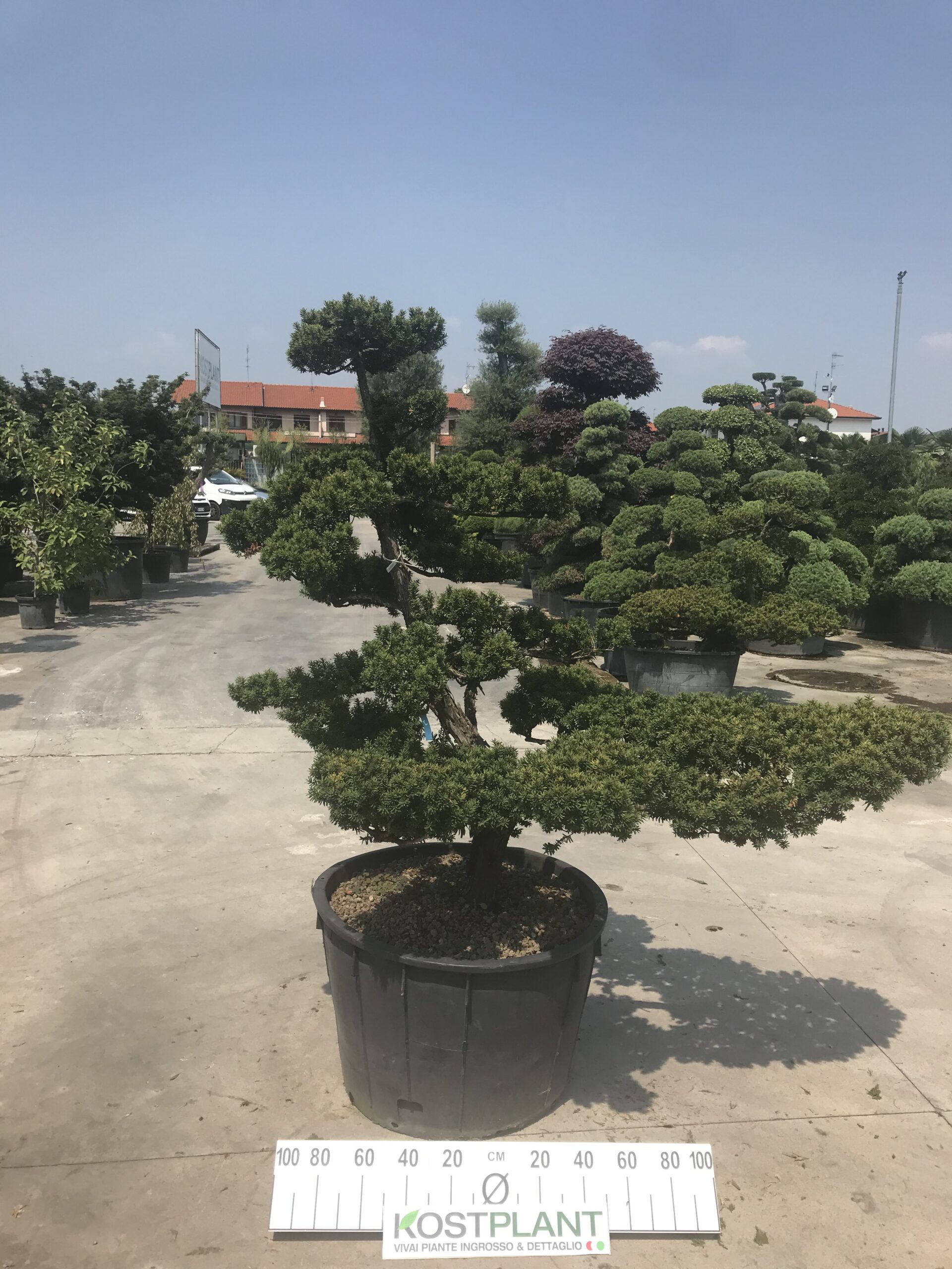 Taxus Cuspidata Ø 90