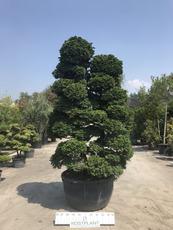 Chamaecyparis Obtusa Ø 110