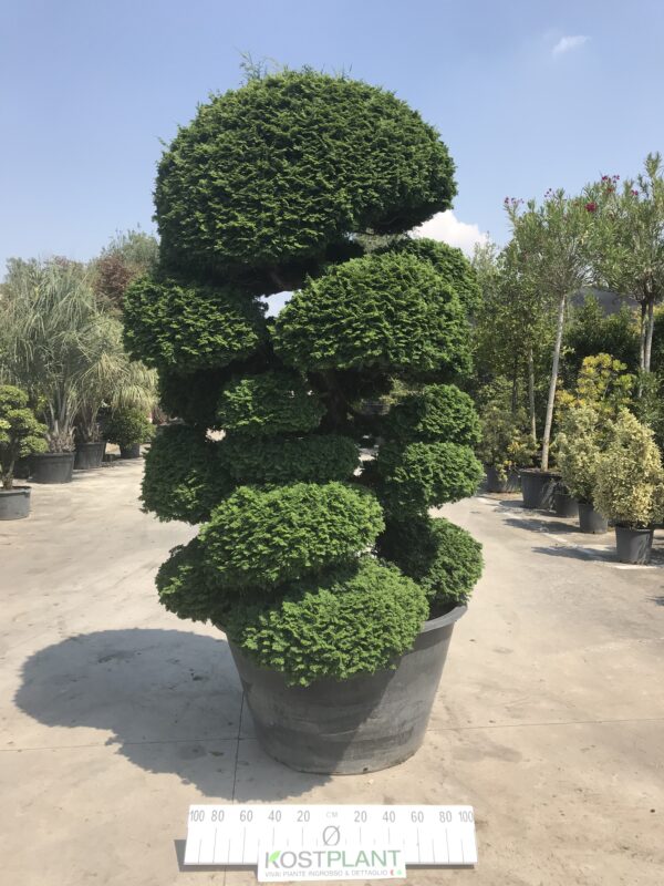Chamaecyparis Obtusa Ø 110